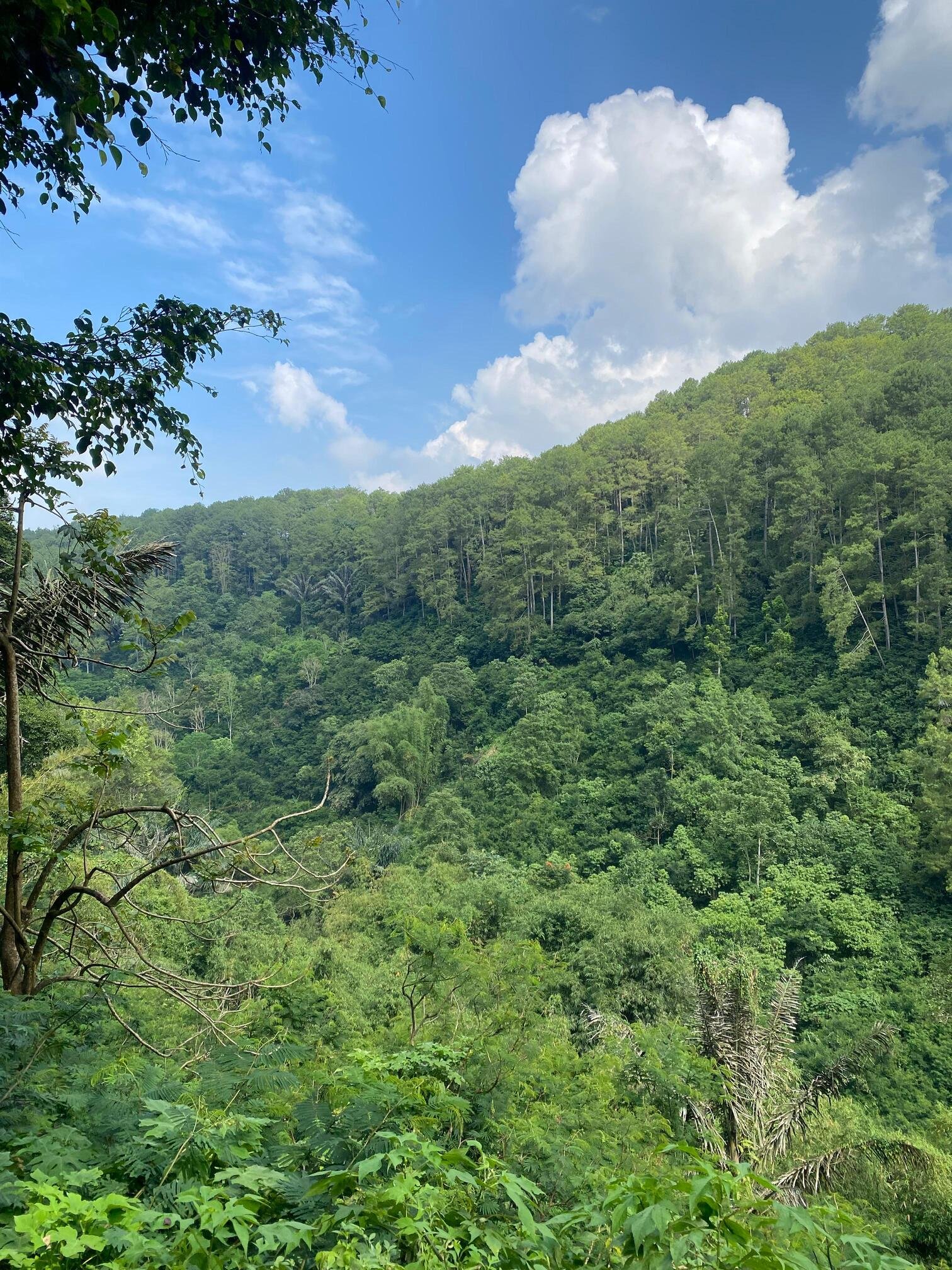 Taman Hutan Raya 0 Taman Hutan Raya 0